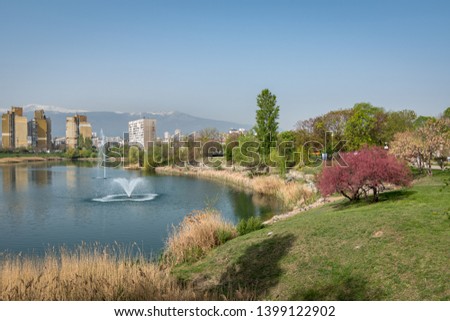 Springtime lake view. An artificial lake with fountains and a blooming pink Tamarix tree on its shore. Park Druzba in Sofia, Bulgaria.
