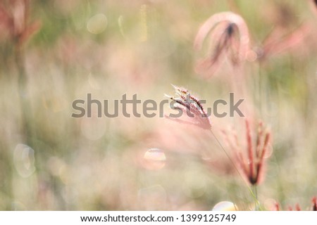 Morning grass and dew bokeh background.