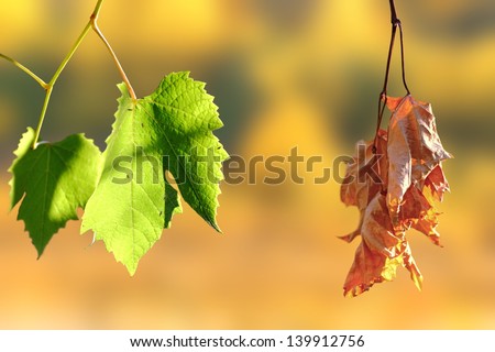 concept of life and death - two leaves in the vineyard over autumn background Royalty-Free Stock Photo #139912756