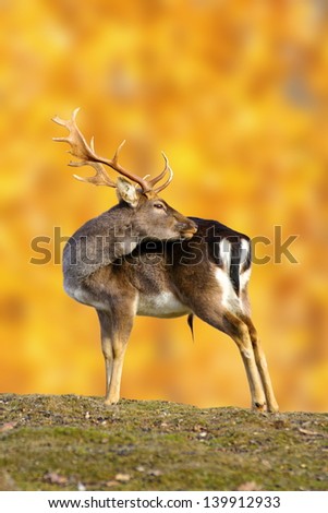 big fallow deer buck ( dama dama ) in beautiful autumn setting