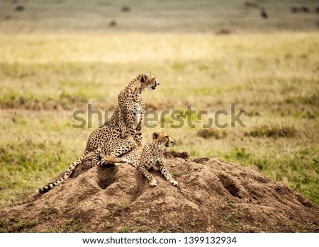 cheetah family in wild, wildlife in nature