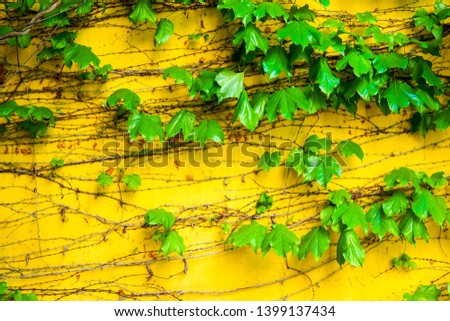 A beautiful ivy plant on the yellow wall background.