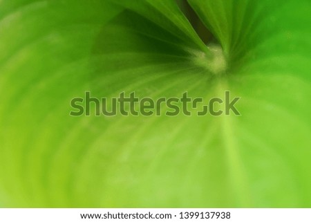 green leaf on blurred greenery background in garden