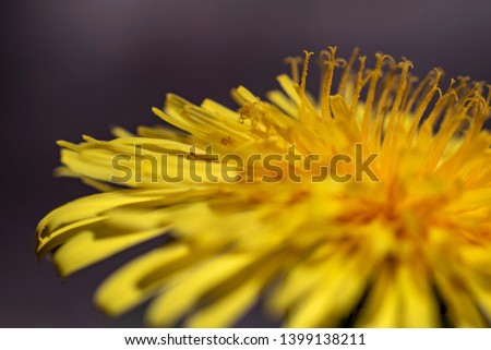 Dandelion blooming in Swedish nature during the summer.