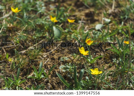Wild yellow tulips in nature. The spring time of year. Yellow-red tulips in the steppe.