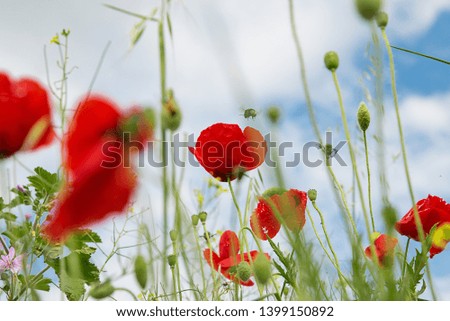 Beautiful red poppy flowers abstraction