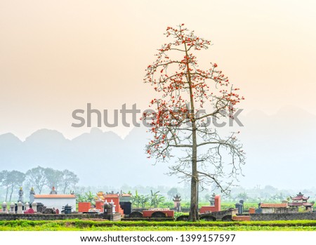 Lonely Bombax Ceiba tree blooms in the cemetery area of suburban Ha Nam, Vietnam. It was so beautiful and simple in the countryside that I loved my homeland of Vietnam