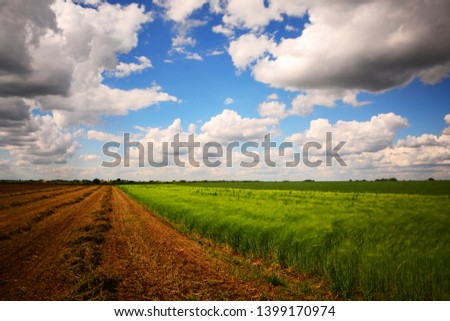 Spring Landscape with green Field on a background of beautiful clouds and blue blue sky