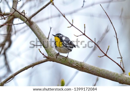 Yellow-throated Warbler (Dendroica dominica) in the wild