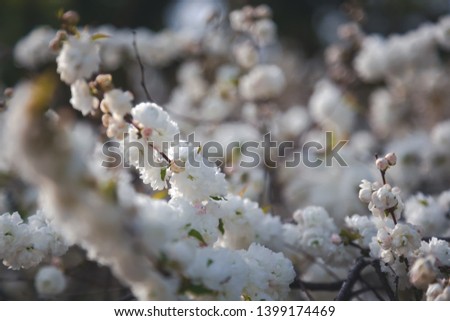 A tree blooming with white flowers, an abstract natural spring background and texture, soft focus and retro tone