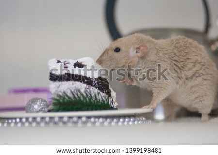 Ideas for the New Year's table. New Year's cake. Delicious treats. Beige rat eat cake. Beige mouse on the table. Decorative animals.