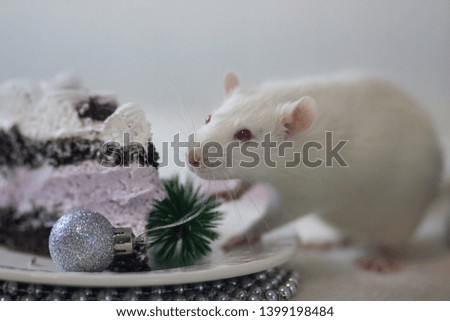 New Year's treat. New Year's rat. White mouse with a cake. White rat and sweets.
