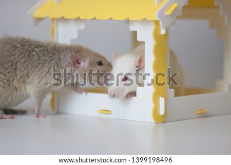 House concept for rats. House for animals. Pets. Decorative animals. White mouse and beige rat.