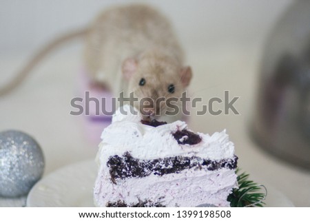 The concept of gluttony. Mouse eats cake. The rat devours sweets. Tasty food. Recruit calories.