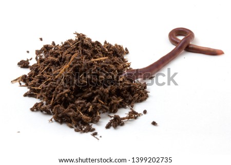 African Night Crawler (Eudrilus eugeniae), earthworms  and Fertile soil isolated on white background.