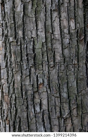 Natural tree trunk background or texture. Abstract pattern 