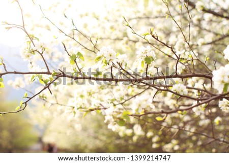 
Beautiful flowering trees in the sunlight