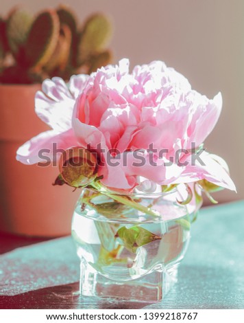 Fresh pink Peonies on table home decoration.