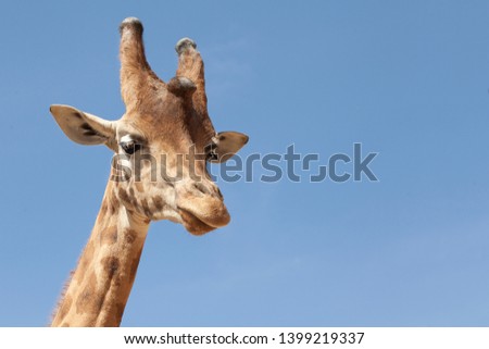 Giraffe. Beautiful giraffe head. Wild nature. Wild animals. African animals. The eyes of the beast. Long eyelashes. Beautiful eyes. African giraffe.