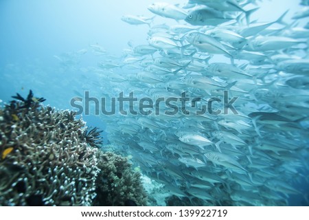jack fish undersea