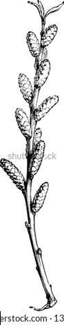 Picture contains the branch of Myrica Gale plant which is related with Myricaceae plant family, vintage line drawing or engraving illustration. Royalty-Free Stock Photo #1399228349