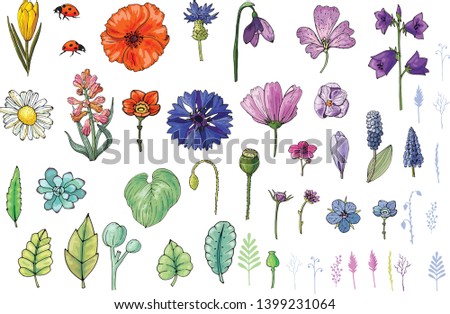 Set of elements of garden and forest flowers, vector