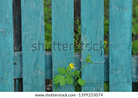 sprig of celandine with yellow flowers on the background of the old wooden blue fence