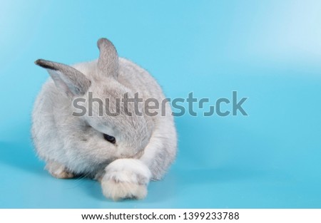 Lovely rabbit isolate on blue background.Gray adorable baby rabbit on blue background.Little bunny rabbit portrait.Natural adorable rabbit