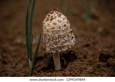Big mushroom in the grass.