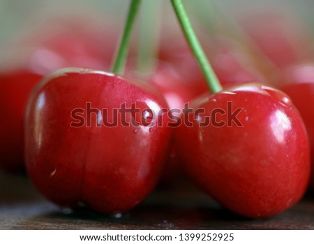 red cherries with water drops and cherry leaves