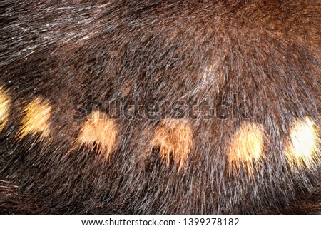 The texture of natural fur European mink. Brown furs.