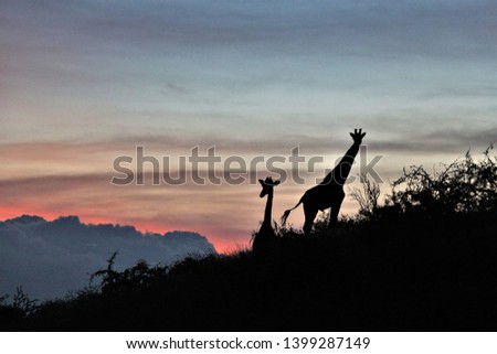 Giraffe silhouette on mountain in Masai Mara at sunset sunrise