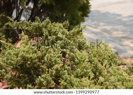 Juniperus chinensis Perennial plants with a pyramid shape, height 3-12 meters, dark brown stems. Dark green leaves are not deciduous, growing in branches.