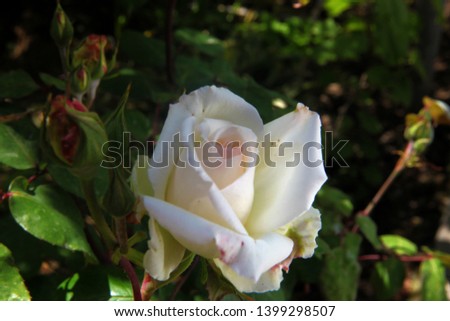 Cream white flower of garden rose