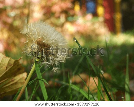 A mug shot of a white dandelion between green grass against yellow autumn leaves