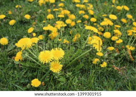Close up of yellow dandelion flowers field on spring time. Colorful blowball floral plant with grass. Nature Taraxacum herb. Used as a medicine and food ingredient – Image