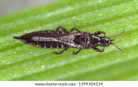 Thrips Thysanoptera on a leaf of cereals Royalty-Free Stock Photo #1399304234