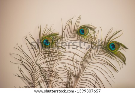 peacock feathers on wall background