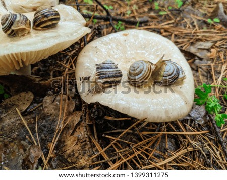 beautiful snails on mushrooms in the forest