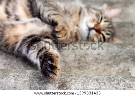 Tabby cat lying on a slate roof and resting with paw in focus in the foreground and muzzle in defocus
