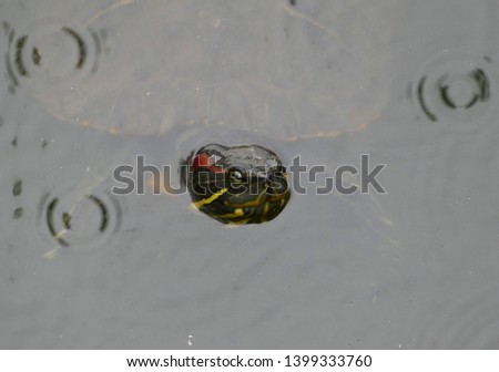 A turtle swimming in the pond on a rainy day in one of Tokyo parks, Japan. 2017.