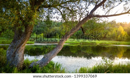 Beautiful photo of old tree growing next to little pond in forest lit by sunset light
