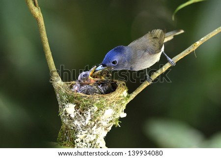 Black-naped Monarch or socalled black-naped blue flycatcher, hypothymis azurea, asian paradise flycatcher, guarding its chicks in their nest in the feeding hot day