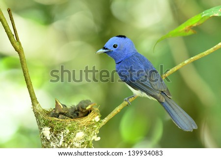 Black-naped Monarch or socalled black-naped blue flycatcher, hypothymis azurea, asian paradise flycatcher, feeding its chicks in the nest. A very nice blue bird.