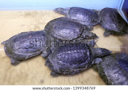 Trionychida is one of turtles