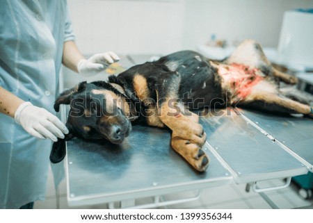 Dog on a surgery operation in veterinary clinic