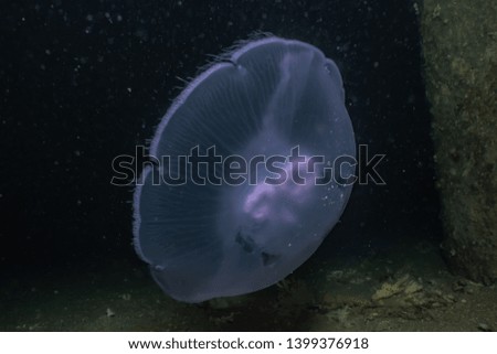 jelly fish in the Red Sea colorful and beautiful, Eilat Israel