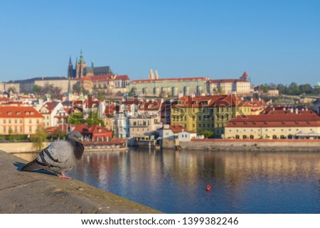 Outdoor sunny view of selected focus at bird stand on the edge of Charles Bridge cross Vltava river and background of riverside of new town with Prague Castle on the hill in Prague, Czech Republic.