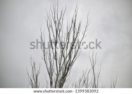 Old tree and grey clouds