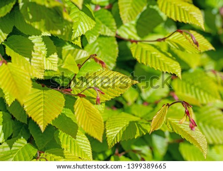 Young leaves of hornbeam in spring Royalty-Free Stock Photo #1399389665